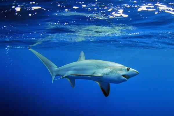 Mediterranean shark - Thresher shark (Alopias superciliosus)
