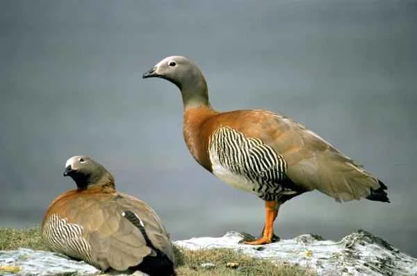 Aves de Argentina - Cauquen Real