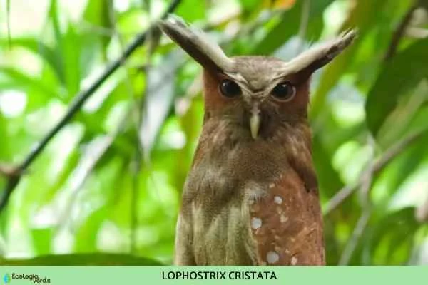 Species of owls - Owl genus