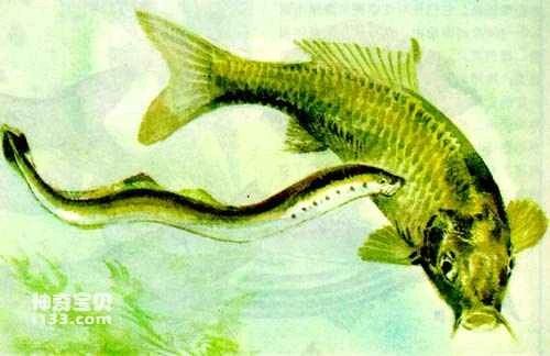 Physical characteristics and living habits of lampreys