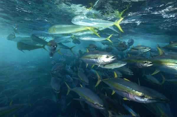 Carnivorous fish: What are they and examples - Longfin tuna (Thunnus albacares)