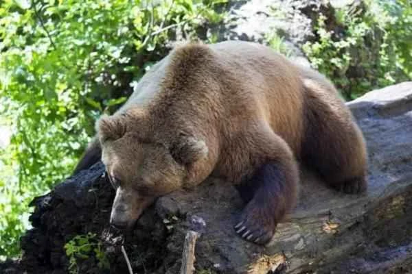 Animales bípedos: definición and ejemplos - Oso pardo (Ursus arctos)