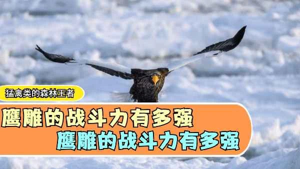 How strong is the eagle in combat? It truly deserves to be called the overlord of the forest.