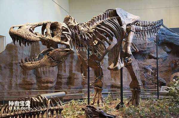 In which country was Tyrannosaurus Rex discovered?