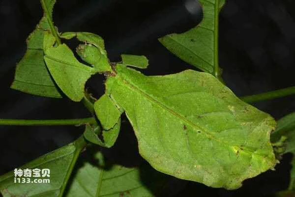 9 animals that look like leaves