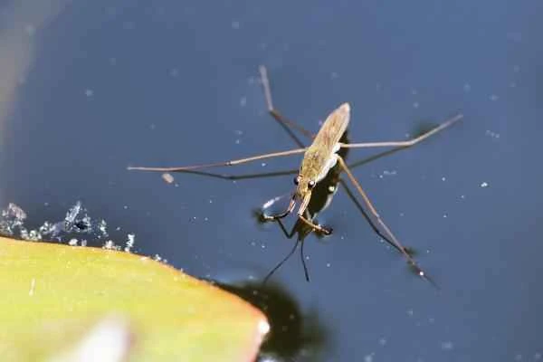 Animales que caminan sobre el agua - Zapatero (Gerris lacustris)