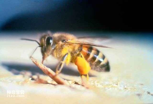 The world's ten most venomous bees, with the number one having killed over 1,000 people.