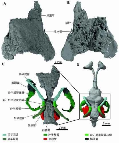 The evolution and latest discoveries of the morning mimanichthys