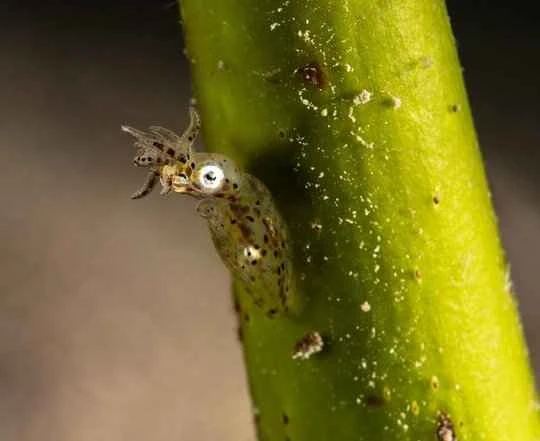 Explore the Hannam dwarf squid and the Ryukyu dwarf squid: A journey of unique creatures.