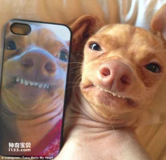 Buck-toothed mixed-race dogs are all the rage online.