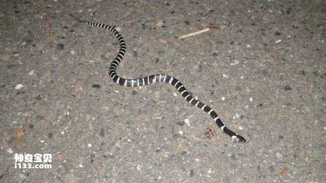 Top 10 Venomous Snakes in China (Top 10 Venomous Snakes Ranking)