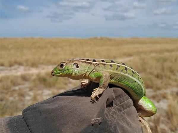 Argentina's reptiles - Green four-toed lizard