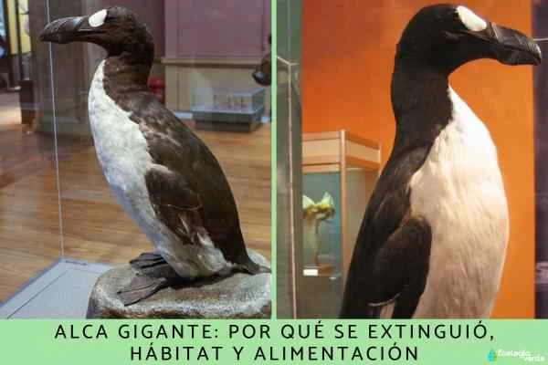 Great Auk (Pinguinus impennis): Unveiling the Causes of Extinction, Habitat, and Food Sources