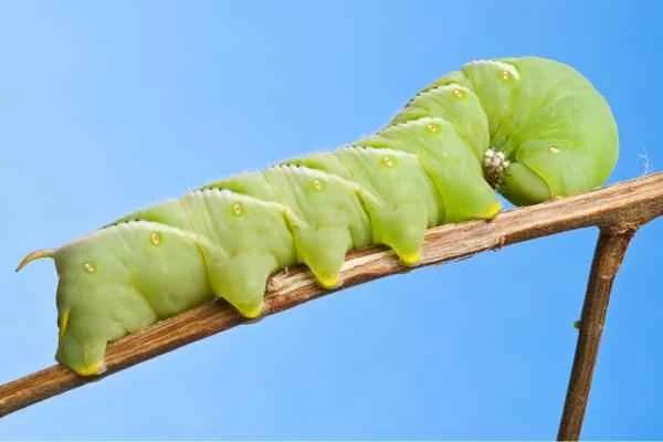 Tipos de orugas - Manduca quinquemaculata