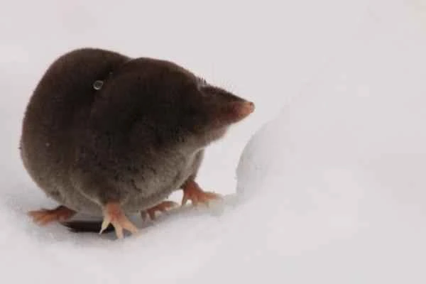 Tipos de topos - Topo de cola larga (Scaptonyx fusicaudus)