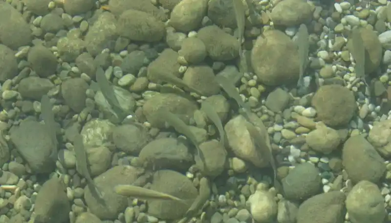 Small fish habitats: biodiversity in North American freshwater