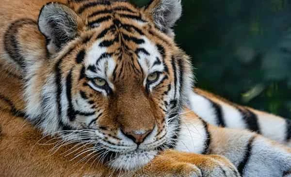 Tiger species - Siberian tiger