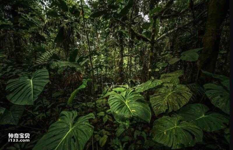 Dangerous animals in the Amazon rainforest (you can't even mess with mosquitoes here).