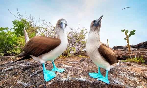 The blue-footed booby's blue feet—its signature feature.