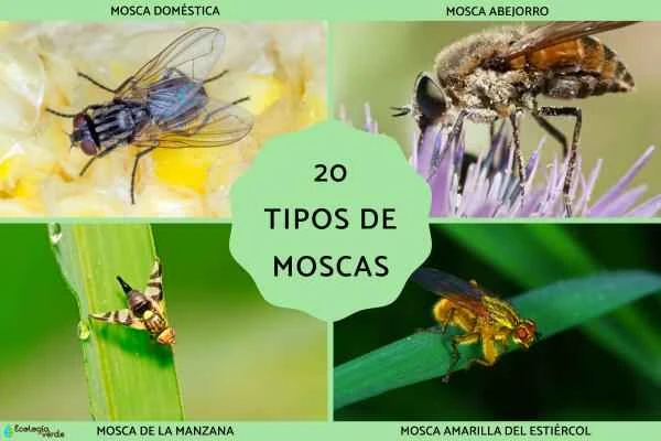 20 Common and Unique Fly Species (with Pictures) | A Comprehensive Guide to Fly Species and Identification