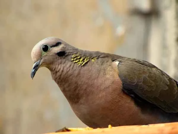 Tipos de palomas – Paloma torcaza