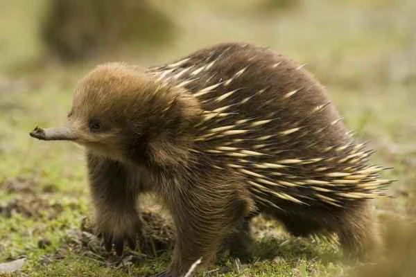 Echidna Introduction: Characteristics, Habitat and Breeding Methods