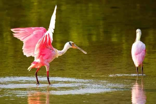 Wading birds: What are they and examples - Roseate spoonbill