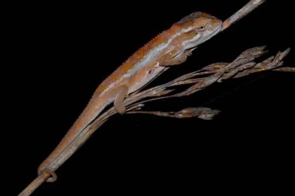 Chameleon species - Smith dwarf chameleon