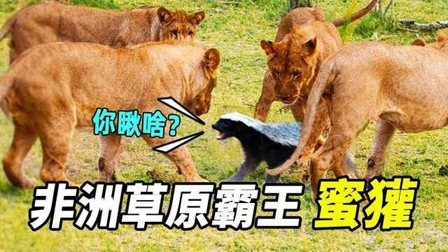 The World's Top Ten Daring Animals: Fearless Warriors of Nature