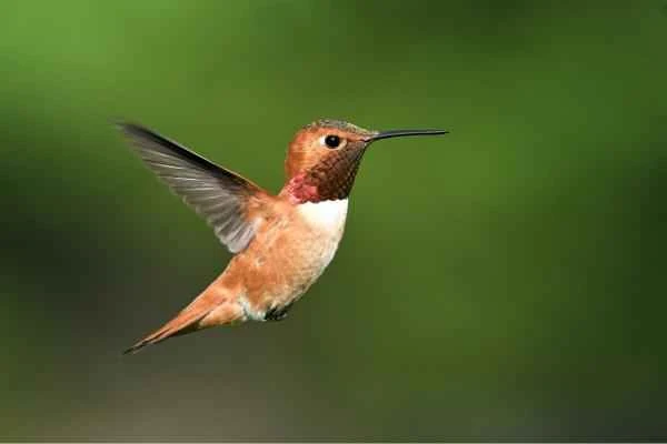 Colibríes en peligro de extinción - Colibrí rufo (Selasphorus rufus)