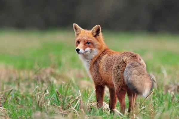 Tipos de zorros - Zorro común (Vulpes vulpes)