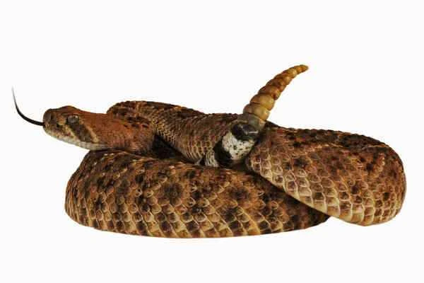 Rattlesnake Profile: Habitat, Behavior, and Diet