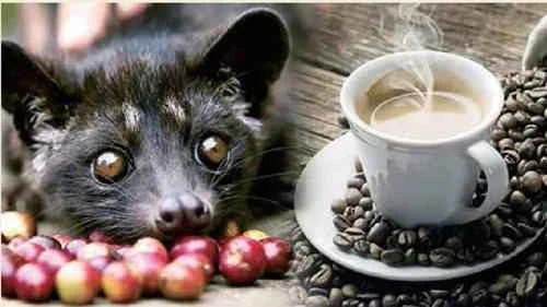 The discovery of civet coffee: How animals eat and excrete coffee beans.