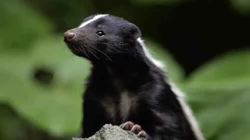 Skunks—amazing creatures