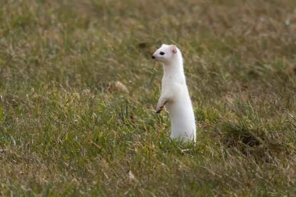 Mustelids: What are they and examples - The Weasel (Mustela erminea)
