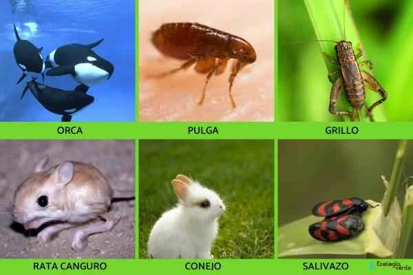 Animales que saltan alto - Otros animales que saltan alto
