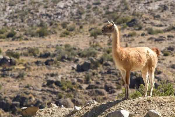 Animals ungulados: qué son, ejemplos and características - Guanaco (Lama guanicoe)