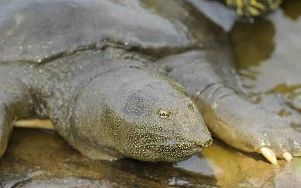 The origin and evolutionary history of turtles