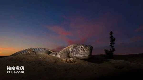 Top 10 Giant Cold-Blooded Animals in the World