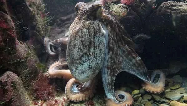 Tipos de pulpos - Pulpo común (Octopus vulgaris)