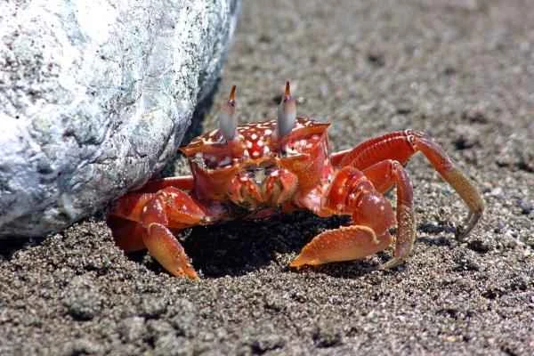 Crab species - Red Ghost Crab (Ocypode gaudichaudii)