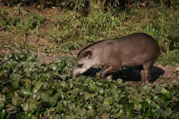 Animales cuadrúpedos: ejemplos y lista - Tapir andino (Tapirus pinchaque)