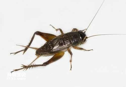 Detailed information and habits of crickets