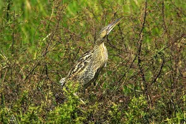 Wading birds: What are they and examples - Mirasol grande