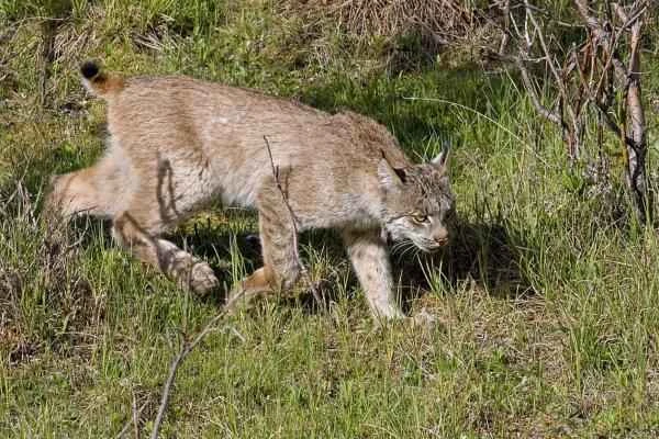 Depredadores de serpientes - Lince (Lynx spp.)