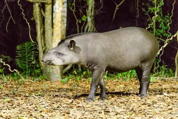 Animals ungulados: Qué son, ejemplos and características - Tapir amazónico (Tapirus terrestris)