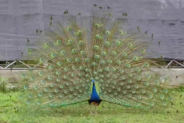 Indian animals - Peacock