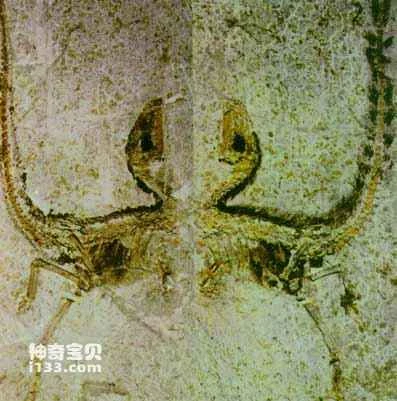 Discovery and Research of Sinosauropteryx Fossils in my country