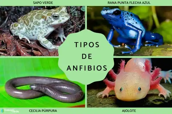 A Comprehensive Analysis of Amphibian Species, Characteristics, and Representative Examples