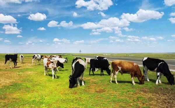 Ranking of beef production by province in China, national beef production ranking